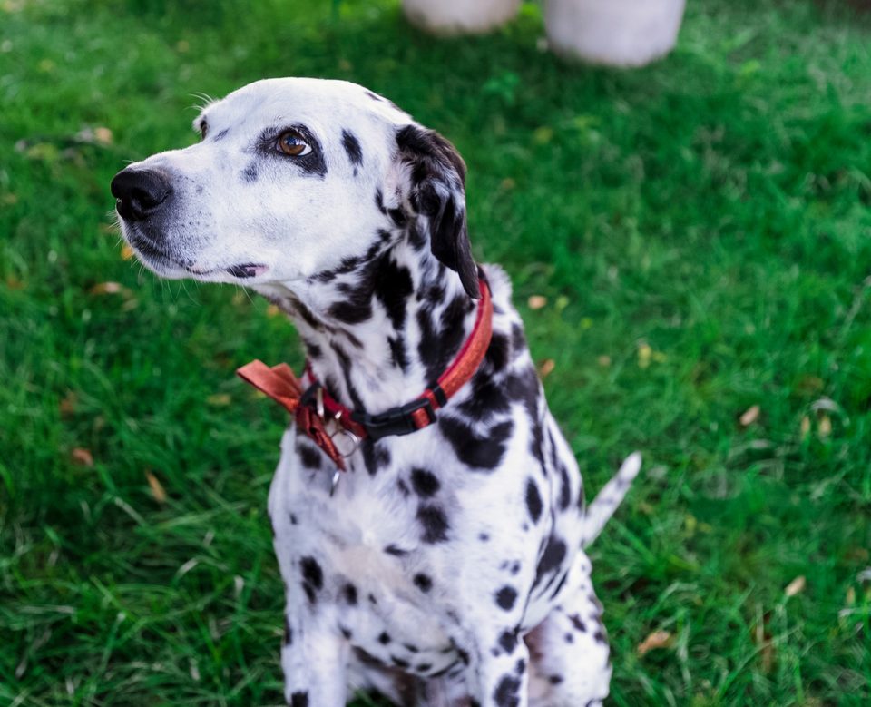 Holly Go Lightly, the Dalmatian mascot of The Perfect Spot for You